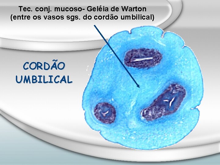 Tec. conj. mucoso- Geléia de Warton (entre os vasos sgs. do cordão umbilical) CORDÃO