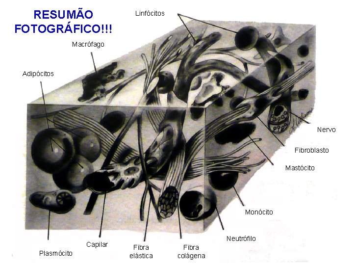 RESUMÃO FOTOGRÁFICO!!! Linfócitos Macrófago Adipócitos Nervo Fibroblasto Mastócito Monócito Capilar Plasmócito Neutrófilo Fibra elástica