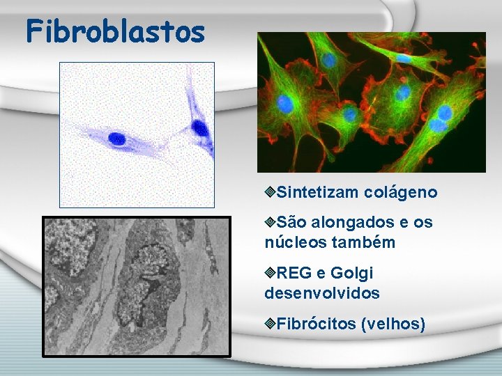 Fibroblastos Sintetizam colágeno São alongados e os núcleos também REG e Golgi desenvolvidos Fibrócitos