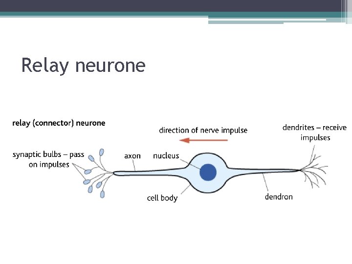 Relay neurone 