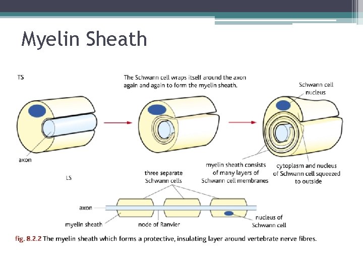 Myelin Sheath 