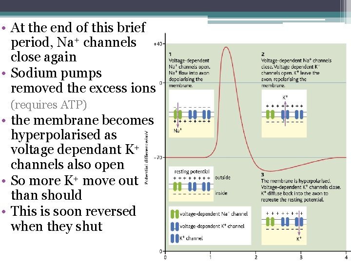  • At the end of this brief period, Na+ channels close again •