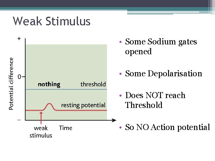 Weak Stimulus • Some Sodium gates opened • Some Depolarisation • Does NOT reach