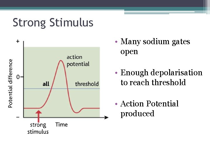 Strong Stimulus • Many sodium gates open • Enough depolarisation to reach threshold •