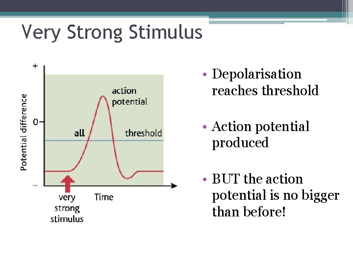 Very Strong Stimulus • Depolarisation reaches threshold • Action potential produced • BUT the