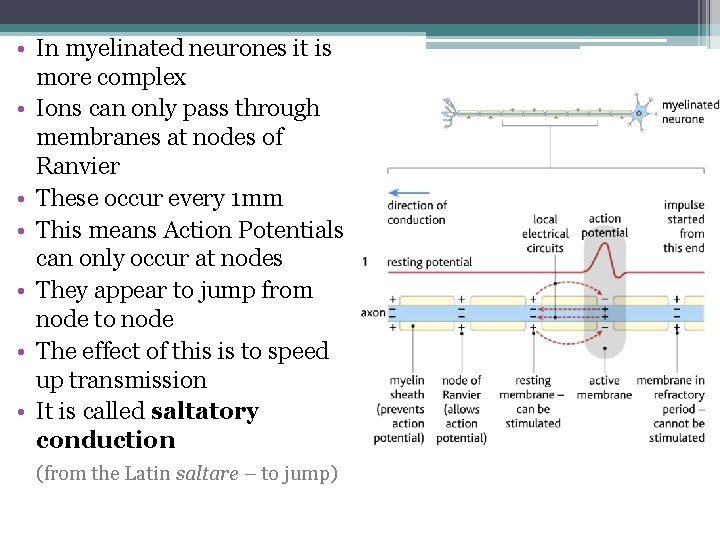  • In myelinated neurones it is more complex • Ions can only pass