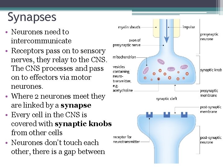 Synapses • Neurones need to intercommunicate • Receptors pass on to sensory nerves, they