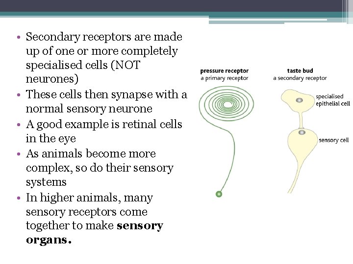  • Secondary receptors are made up of one or more completely specialised cells