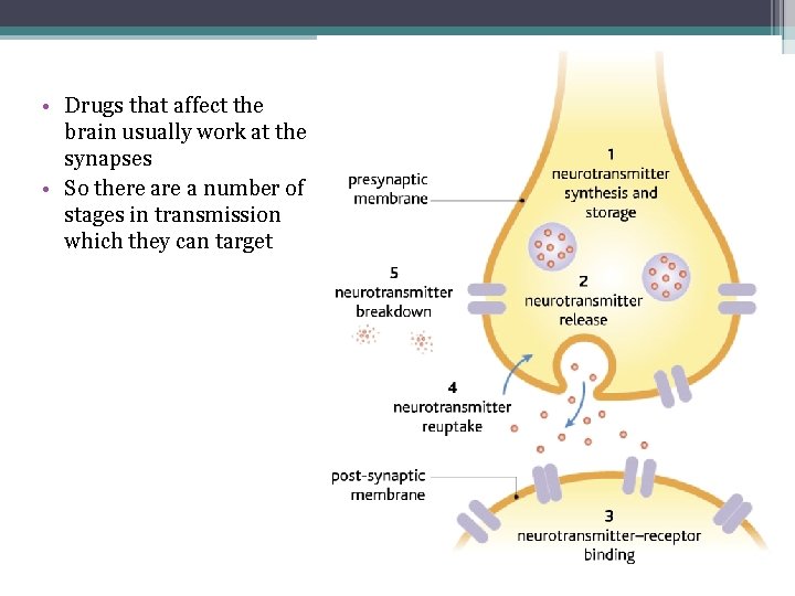  • Drugs that affect the brain usually work at the synapses • So