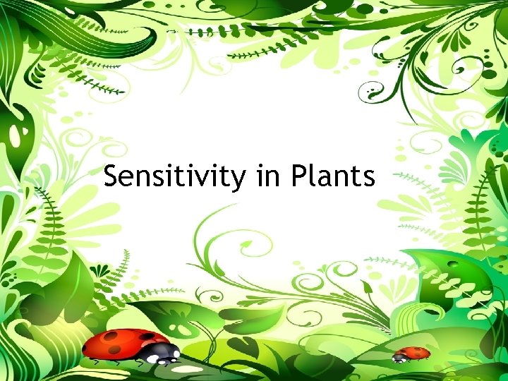Sensitivity in Plants 