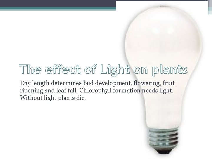 The effect of Light on plants Day length determines bud development, flowering, fruit ripening