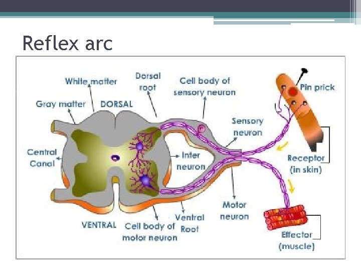 Reflex arc 