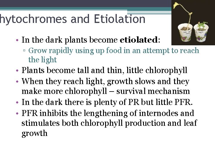 hytochromes and Etiolation • In the dark plants become etiolated: ▫ Grow rapidly using