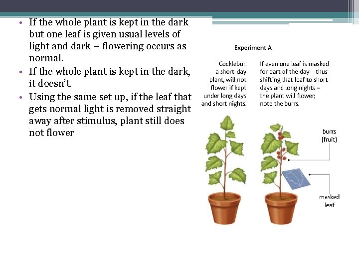  • If the whole plant is kept in the dark but one leaf