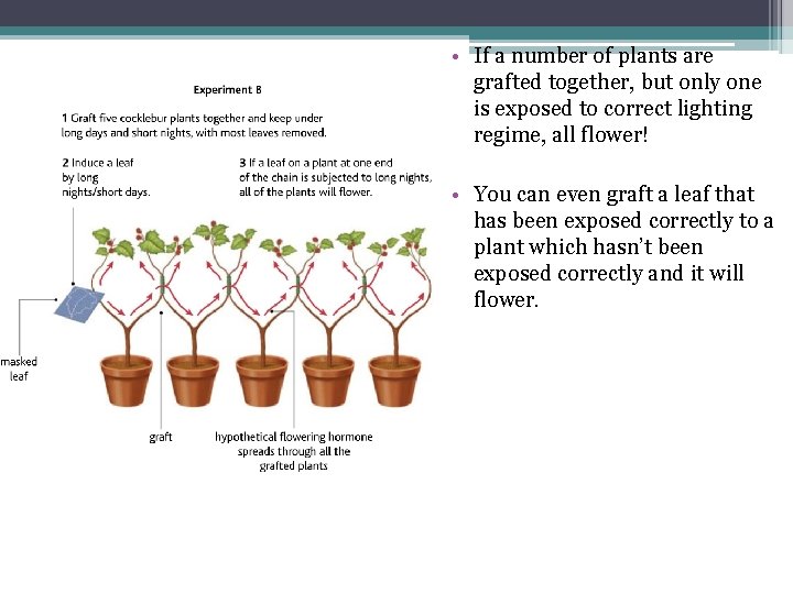  • If a number of plants are grafted together, but only one is