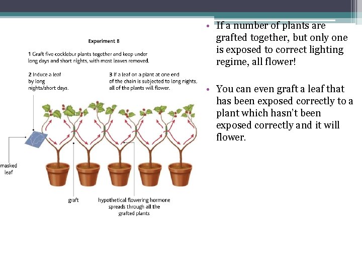 • If a number of plants are grafted together, but only one is • If a number of plants are grafted together, but only one is