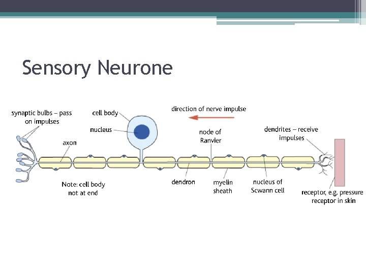 Sensory Neurone 