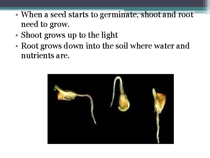  • When a seed starts to germinate, shoot and root need to grow.