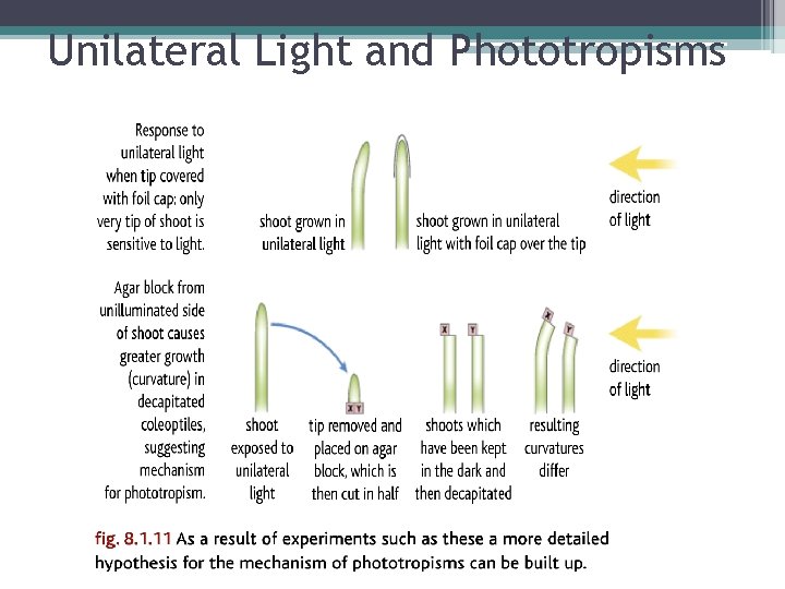 Unilateral Light and Phototropisms 