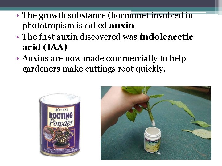  • The growth substance (hormone) involved in phototropism is called auxin • The