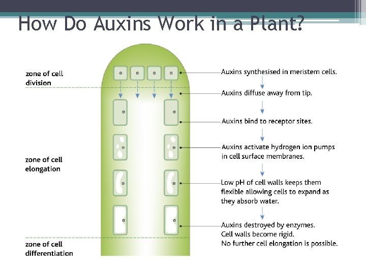 How Do Auxins Work in a Plant? 