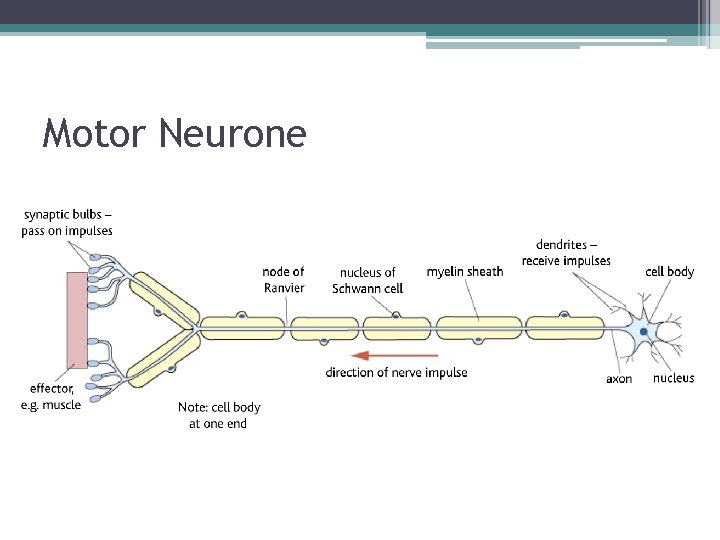 Motor Neurone 