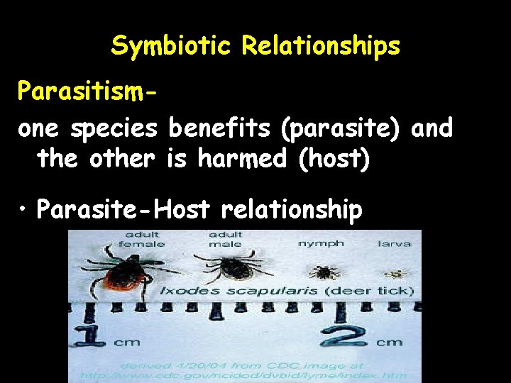 Symbiotic Relationships Parasitismone species benefits (parasite) and the other is harmed (host) • Parasite-Host