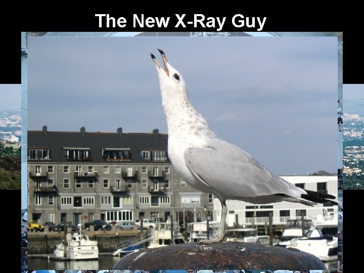 The New X-Ray Guy 