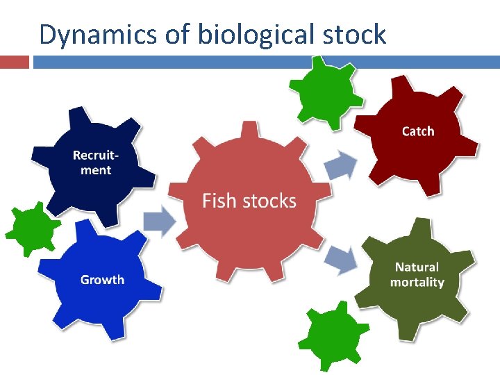 Dynamics of biological stock 