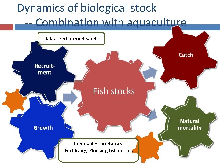 Dynamics of biological stock -- Combination with aquaculture Release of farmed seeds Removal of