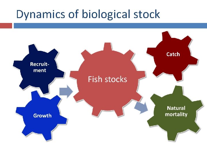 Dynamics of biological stock 