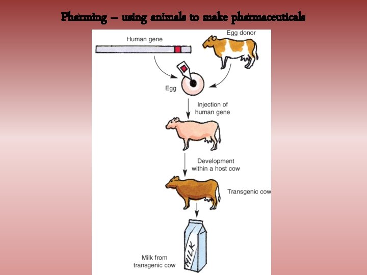 Pharming – using animals to make pharmaceuticals 