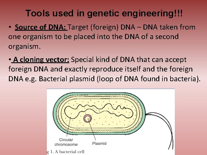 Tools used in genetic engineering!!! • Source of DNA: Target (foreign) DNA – DNA