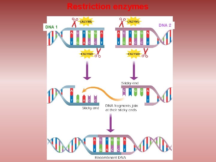 Restriction enzymes DNA 1 DNA 2 