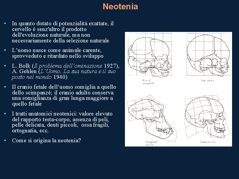 Neotenia • In quanto dotato di potenzialità exattate, il cervello è senz'altro il prodotto