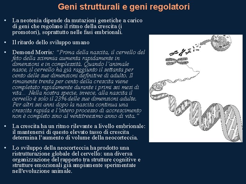 Geni strutturali e geni regolatori • La neotenia dipende da mutazioni genetiche a carico