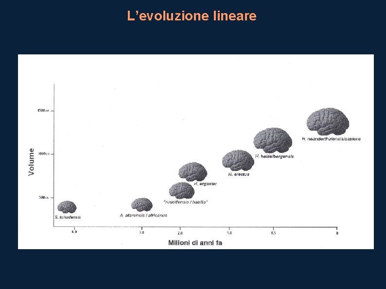 L’evoluzione lineare 