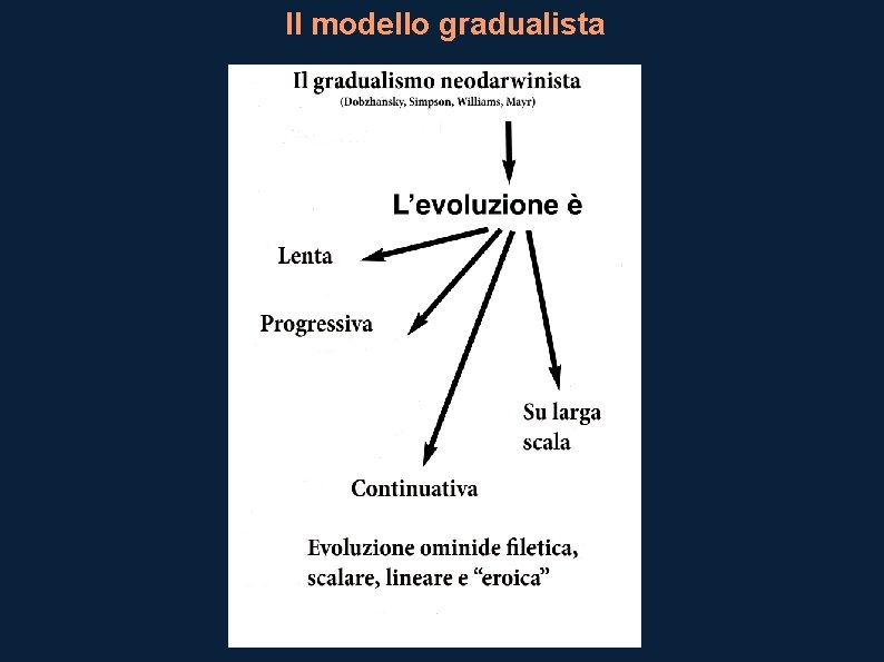 Il modello gradualista 