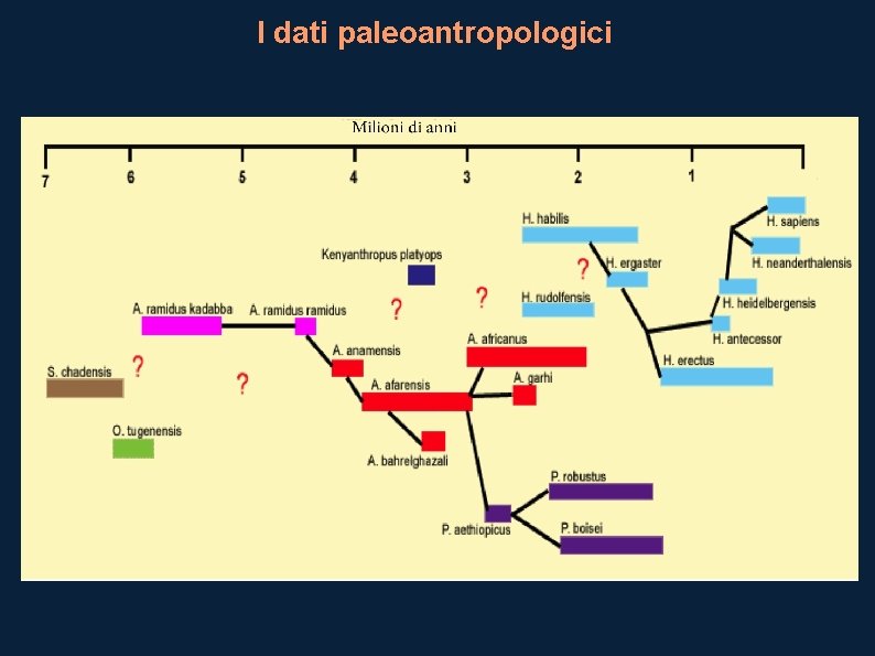 I dati paleoantropologici 