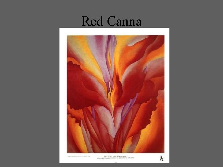 Red Canna 