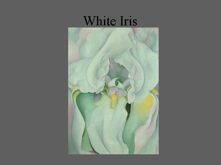 White Iris 