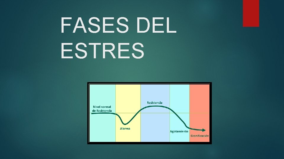 FASES DEL ESTRES 