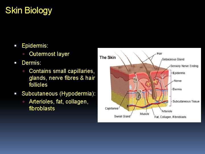 Skin Biology Epidermis: Outermost layer Dermis: Contains small capillaries, glands, nerve fibres & hair