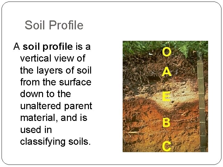 Soil Profile A soil profile is a vertical view of the layers of soil