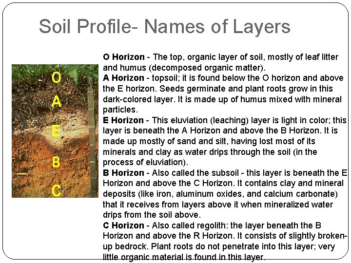 Soil Profile- Names of Layers O Horizon - The top, organic layer of soil,