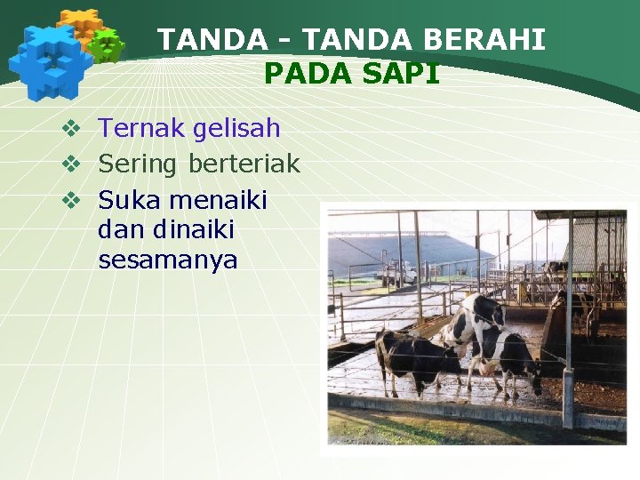 TANDA - TANDA BERAHI PADA SAPI v Ternak gelisah v Sering berteriak v Suka