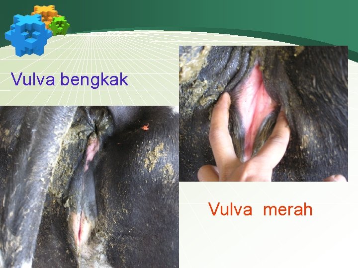 Vulva bengkak Vulva merah 