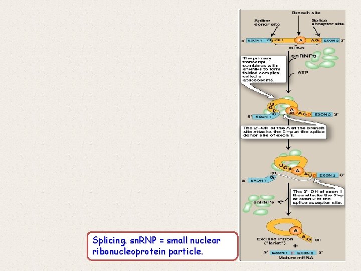 Splicing. sn. RNP = small nuclear ribonucleoprotein particle. 