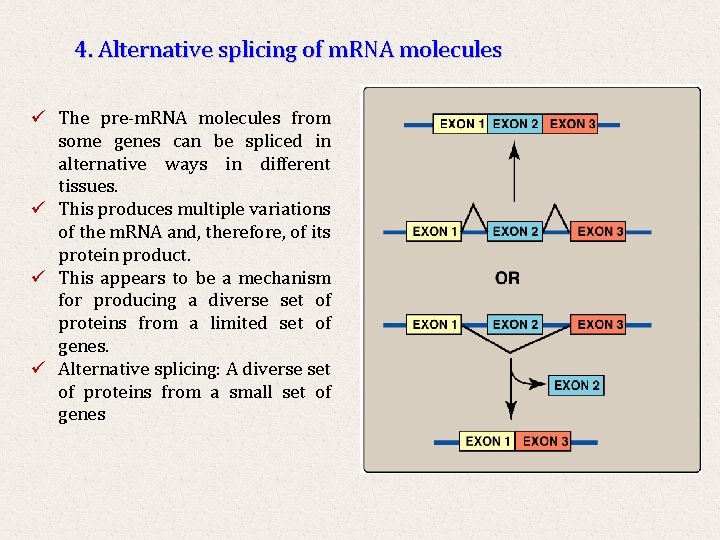 4. Alternative splicing of m. RNA molecules ü The pre-m. RNA molecules from some