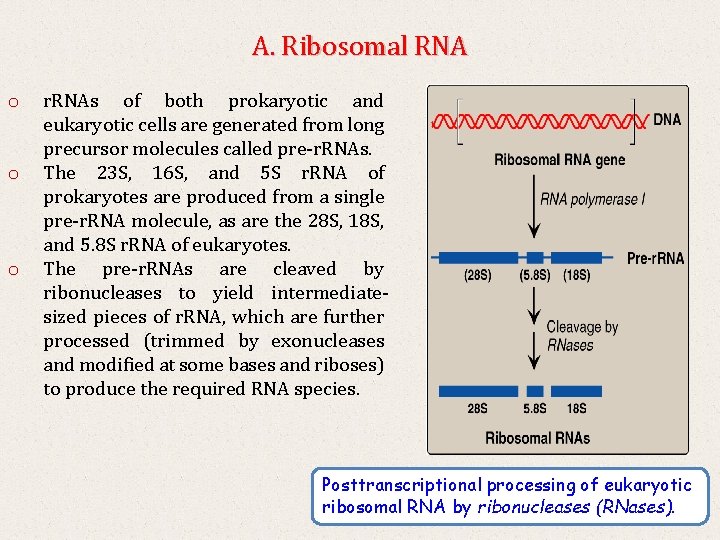 A. Ribosomal RNA o o o r. RNAs of both prokaryotic and eukaryotic cells